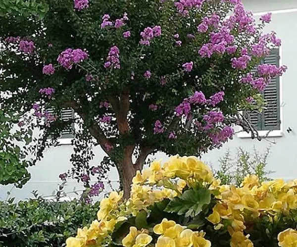 Fausta 3* Bellaria-Igea Marina