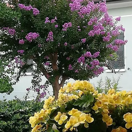 Fausta 3* Bellaria-Igea Marina